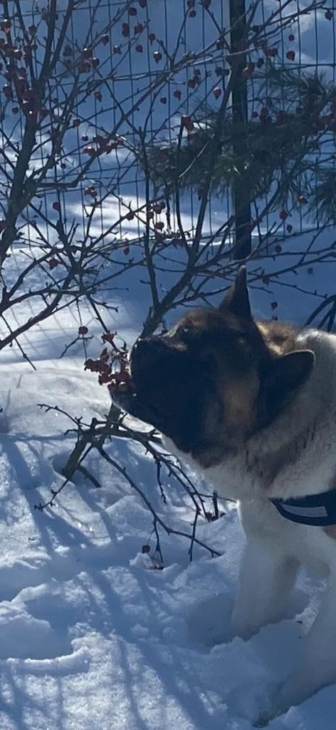 Бриз * ORSON UELLS американская акита