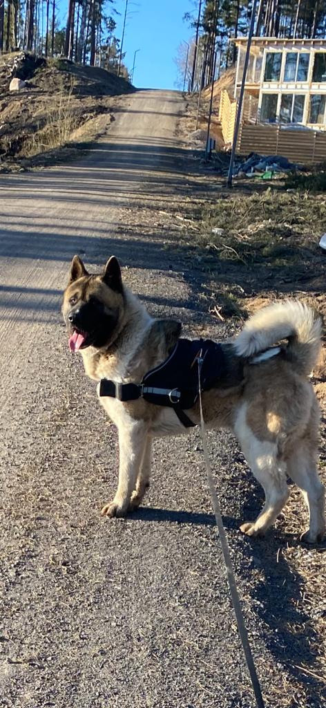 Бриз * ORSON UELLS американская акита