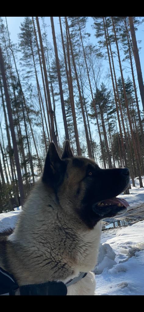 Бриз * ORSON UELLS американская акита