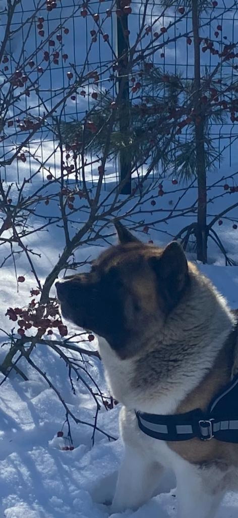 Бриз * ORSON UELLS американская акита