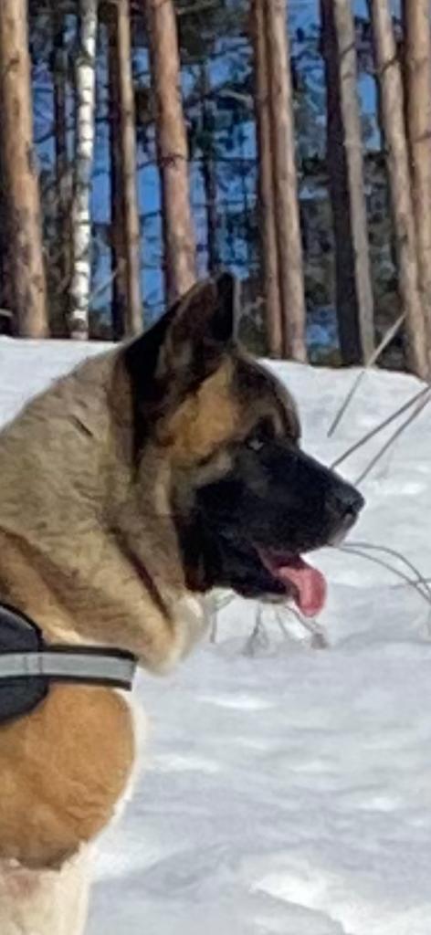 Бриз * ORSON UELLS американская акита