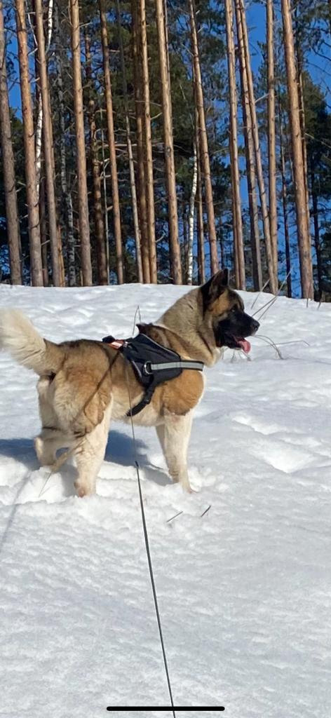 Бриз * ORSON UELLS американская акита