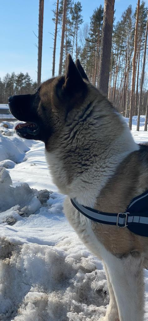 Бриз * ORSON UELLS американская акита