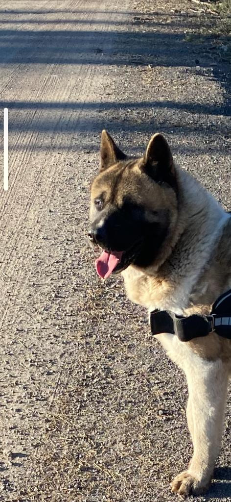 Бриз * ORSON UELLS американская акита