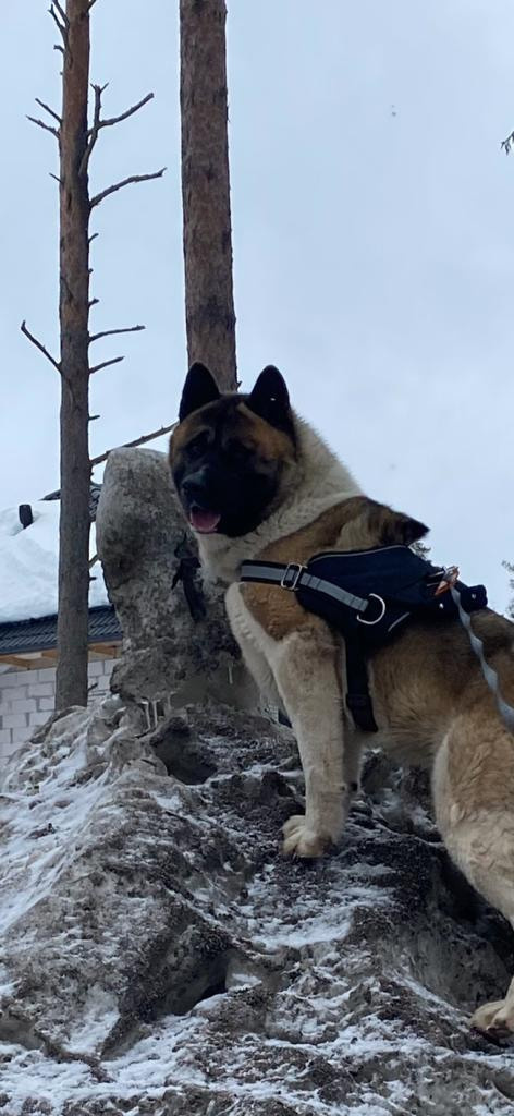 Бриз * ORSON UELLS американская акита