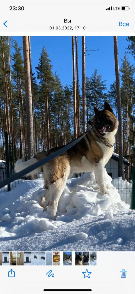 Бриз * ORSON UELLS американская акита