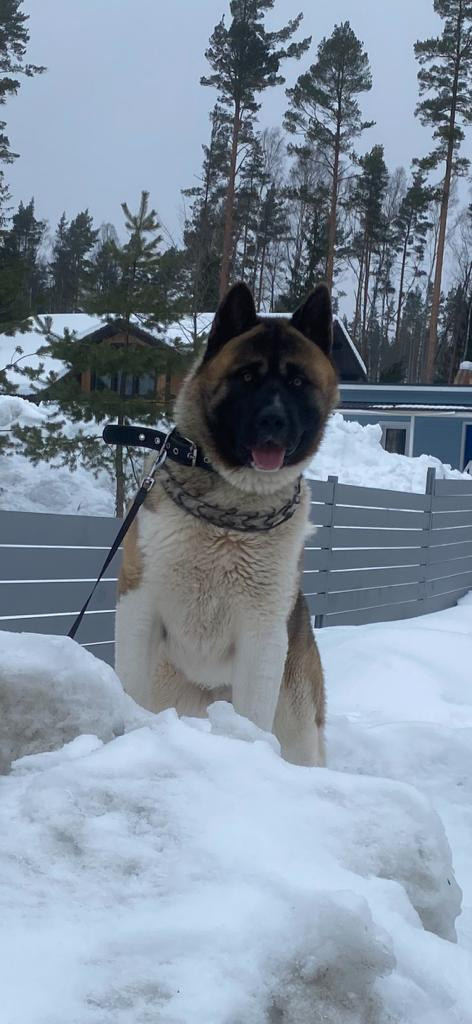 Бриз * ORSON UELLS американская акита