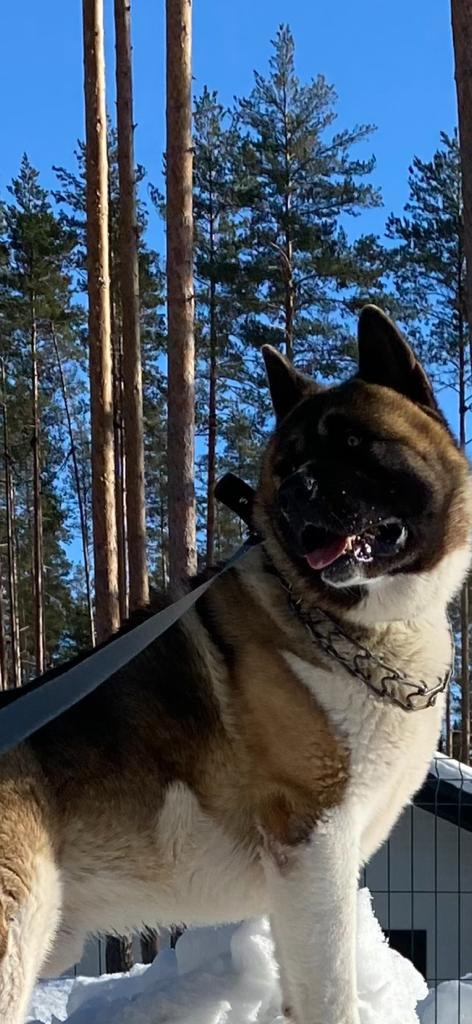 Бриз * ORSON UELLS американская акита