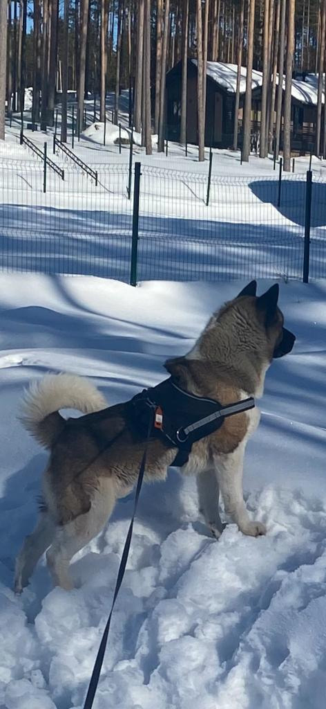 Бриз * ORSON UELLS американская акита