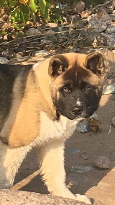 Бриз * ORSON UELLS американская акита