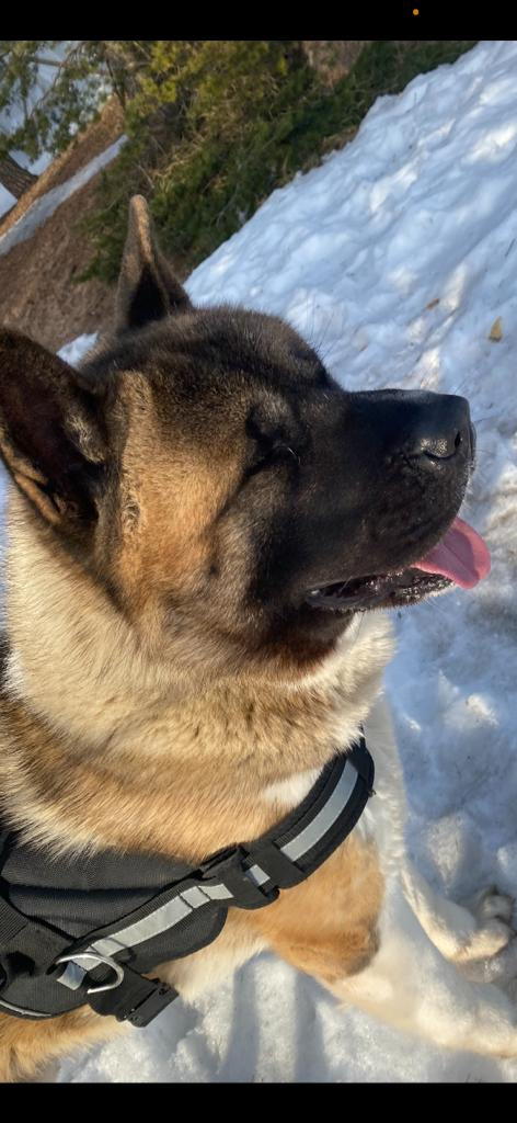 Бриз * ORSON UELLS американская акита