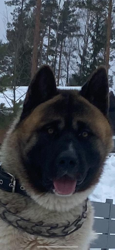 Бриз * ORSON UELLS американская акита