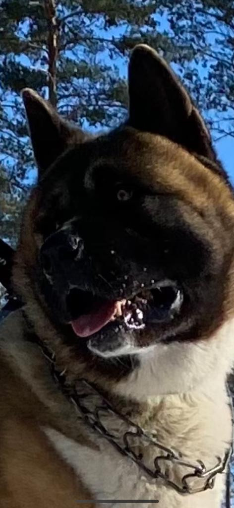 Бриз * ORSON UELLS американская акита