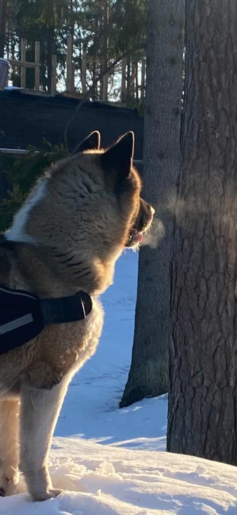 Бриз * ORSON UELLS американская акита