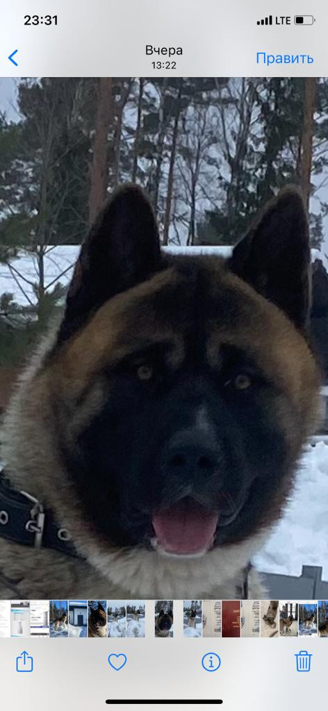 Бриз * ORSON UELLS американская акита