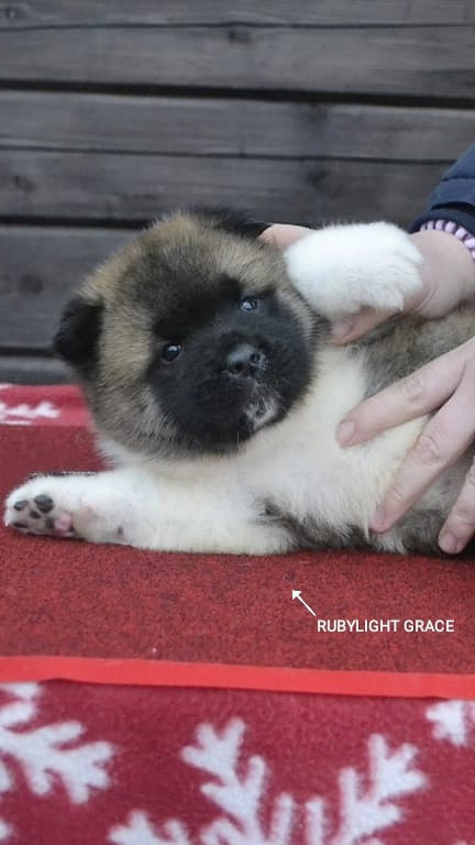 RUBYLIGHT GRACE  & RUBYLIGHT GLORIA. AMERICAN AKITA RUBYLIGHT KENNEL I SHIBA-INU