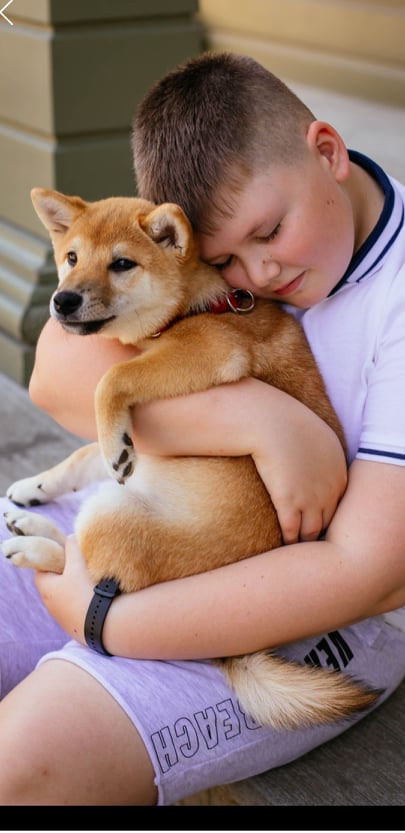 RUBYLIGHT JULY. AMERICAN AKITA RUBYLIGHT KENNEL I SHIBA-INU