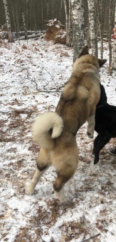 RUBYLIGHT BISHAMON * Тиль. AMERICAN AKITA RUBYLIGHT KENNEL I SHIBA-INU