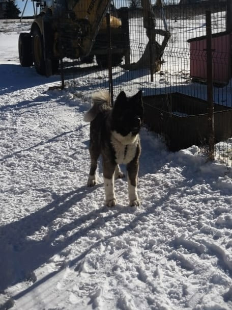 МЭР * Alter Real Mercury американская акита рубилайт rubylight акита вязка щенки