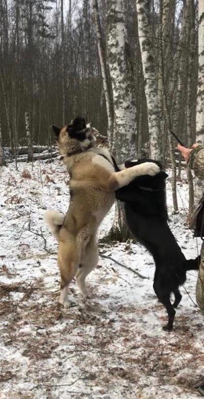 RUBYLIGHT BISHAMON * Тиль. AMERICAN AKITA RUBYLIGHT KENNEL I SHIBA-INU