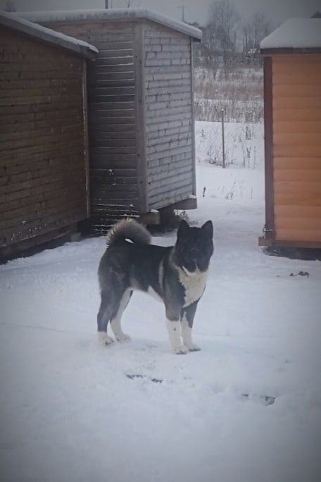 МЭР * Alter Real Mercury американская акита рубилайт rubylight акита вязка щенки