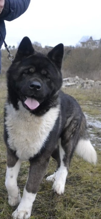 МЭР * Alter Real Merkurу  американская акита рубилайт rubylight акита вязка щенки