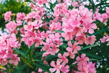 КРАСИВЫЕ МЕСТА В СОЧИ. Свадебный и семейный фотограф/видеограф в Краснодаре Наталья Осинская