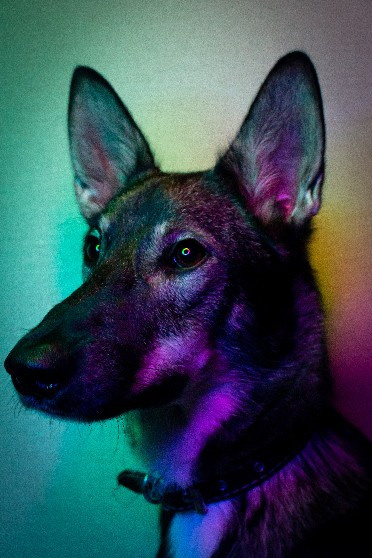 Animals. Креативный фотограф в Екатеринбурге Юлия Николотова