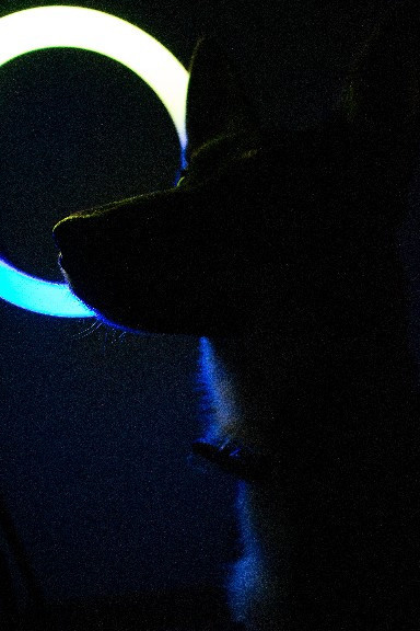 Animals. Креативный фотограф в Екатеринбурге Юлия Николотова