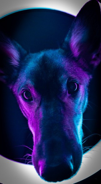 Animals. Креативный фотограф в Екатеринбурге Юлия Николотова