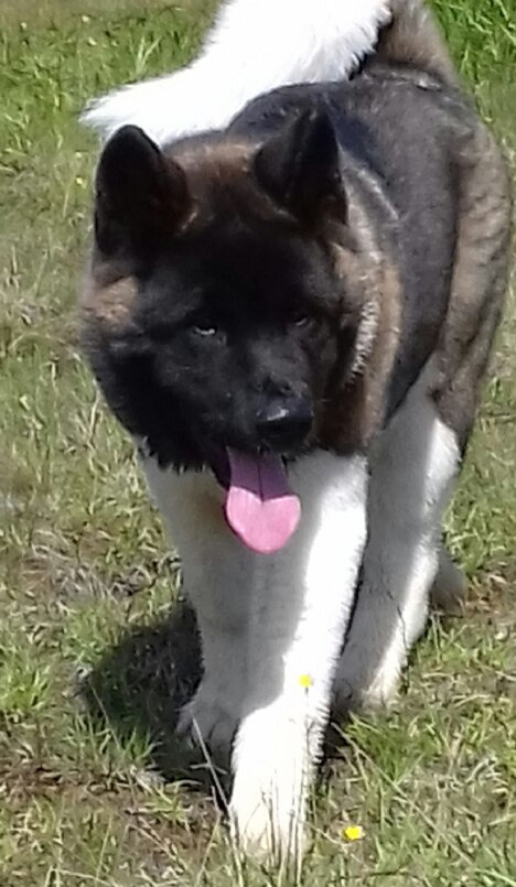 Американская акита питомник RUBYLIGHT. Американская акита I Сиба ину I Питомник RUBYLIGHT