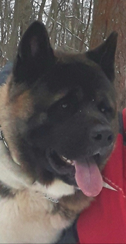 Американская акита питомник RUBYLIGHT. Американская акита I Сиба ину I Питомник RUBYLIGHT