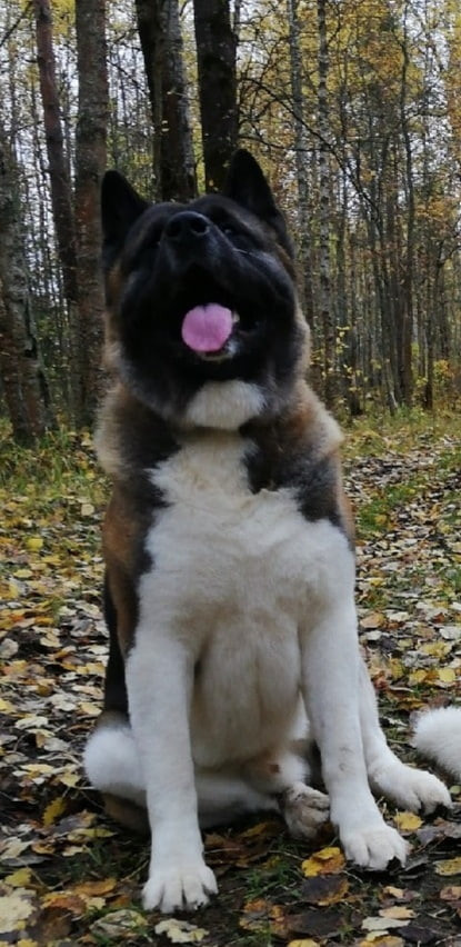 Американская акита питомник RUBYLIGHT. Американская акита I Сиба ину I Питомник RUBYLIGHT