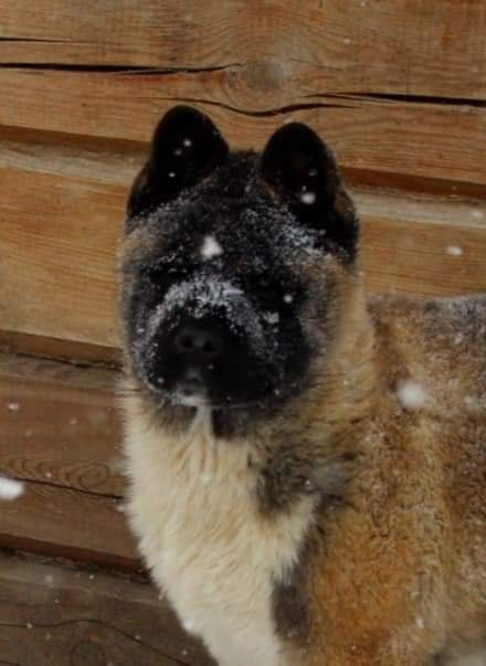 Triumf Sibiri Sting Shape of my Heart * Сэм  (Отец Zar Born To Be Famous Iz Ryzhei Stai , Мать Triumf Sibiri Dreams Come True)  Американская Акита кобель питомник RUBYLIGHT Санкт-Петербург