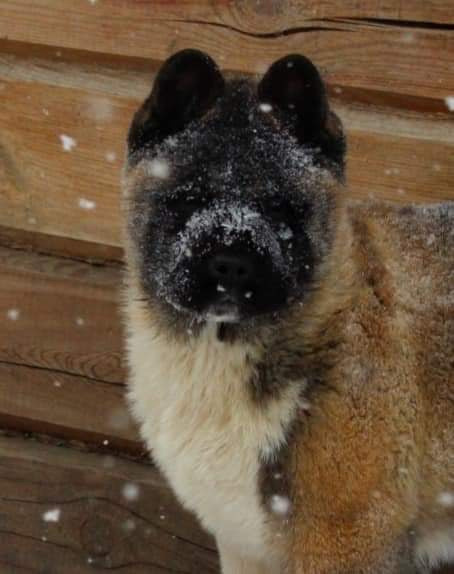 Triumf Sibiri Sting Shape of my Heart * Сэм  (Отец Zar Born To Be Famous Iz Ryzhei Stai , Мать Triumf Sibiri Dreams Come True)  Американская Акита кобель питомник RUBYLIGHT Санкт-Петербург