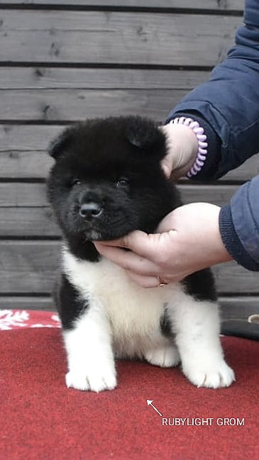 Rubylight Grom Американская акита питомник Рубилайт