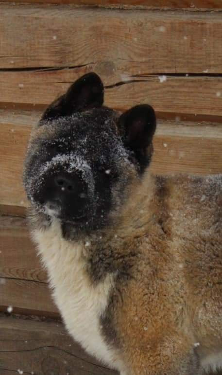 Triumf Sibiri Sting Shape of my Heart * Сэм  (Отец Zar Born To Be Famous Iz Ryzhei Stai , Мать Triumf Sibiri Dreams Come True)  Американская Акита кобель питомник RUBYLIGHT Санкт-Петербург