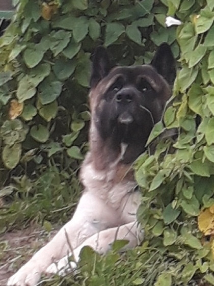 Американская акита питомник RUBYLIGHT. Американская акита I Сиба ину I Питомник RUBYLIGHT