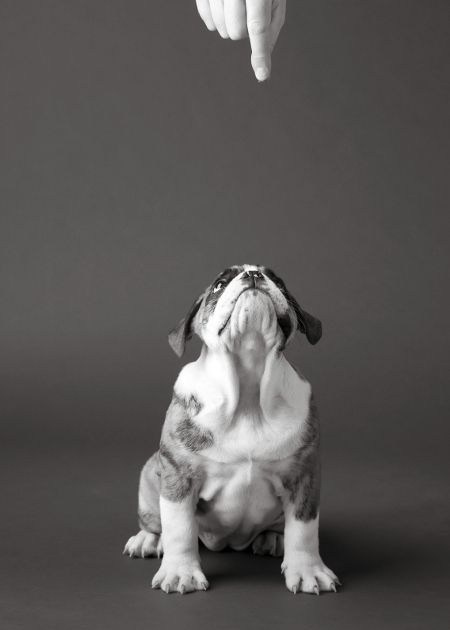 Мудборд «Рустим и мопс»