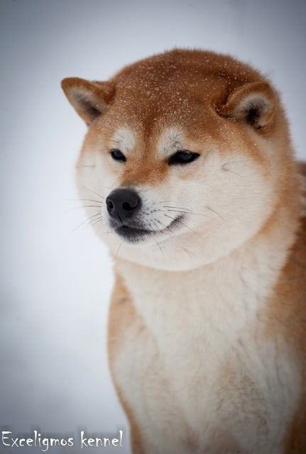 Старки * TRIUMF SIBIRI AKIKO CHIKAKO RUBYLIGHT KENNEL щенки сиба купить Санкт-Петербург 