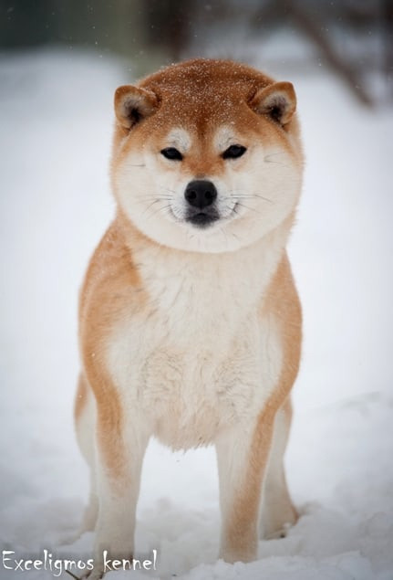 Старки * TRIUMF SIBIRI AKIKO CHIKAKO RUBYLIGHT KENNEL щенки сиба купить Санкт-Петербург 