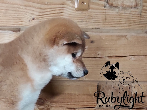 Сиба питомник RUBYLIGHT. Американская акита I Сиба ину I Питомник RUBYLIGHT