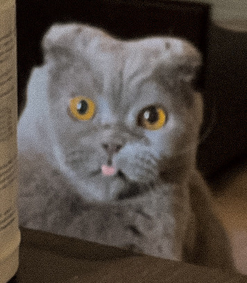 Наши котики. Никита Погосов