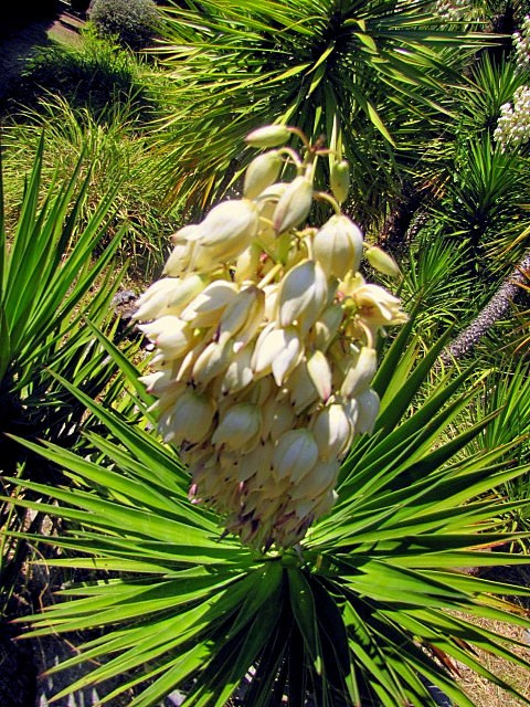 Хорватия: Стон, Трстено, Корчула — радости и гадости природы. Дарья Письменюк / Darya Leitstern — фотограф, музыкант, журналист, путешественник