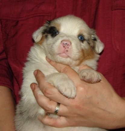 Рысь. BLGKV питомник собак