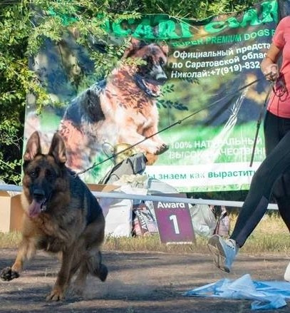 О фотографе TitAnya. Фотограф собак, фотограф-анималист Аня Титова (Titanya). Москва