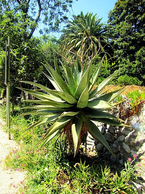 Хорватия: Стон, Трстено, Корчула — радости и гадости природы. Дарья Письменюк / Darya Leitstern — фотограф, музыкант, журналист, путешественник