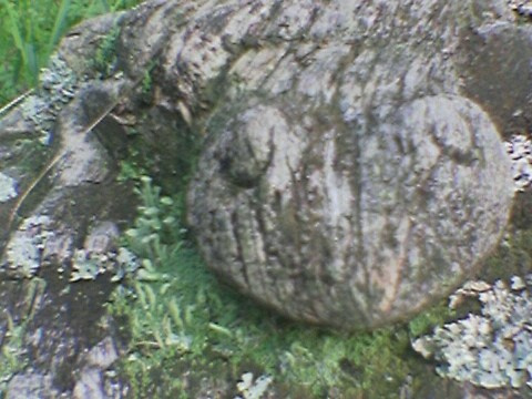 Nokia 6260. Михаил Барановский