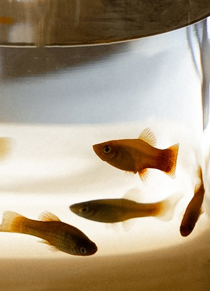 Алина+Александр. Анонс. Семейный и портретный фотограф в Саратове Сахарова Маша