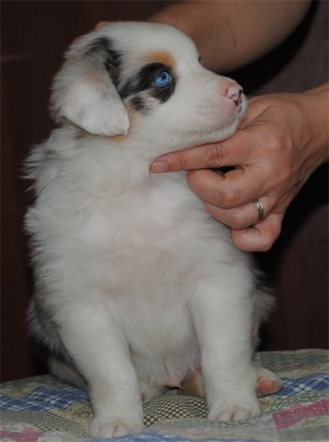 Рысь. BLGKV питомник собак